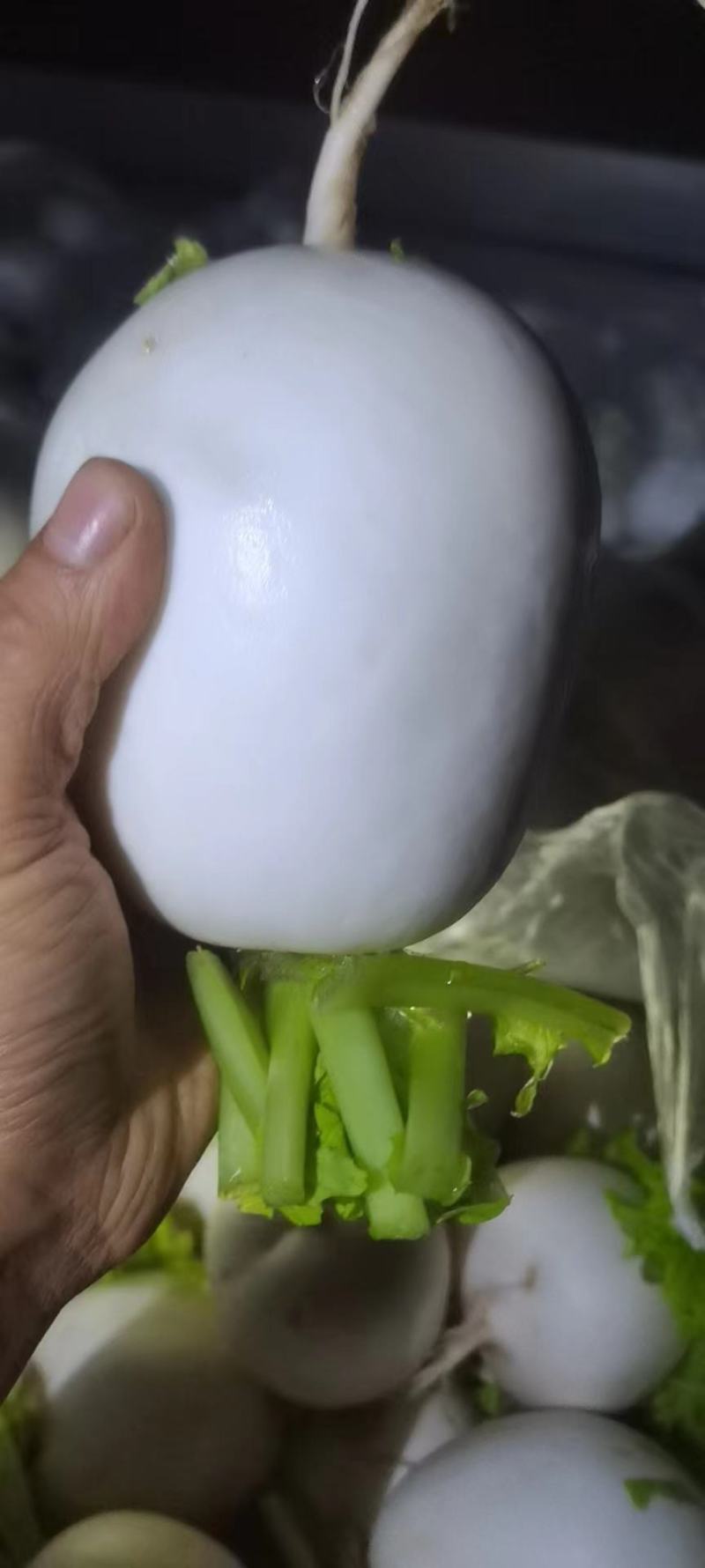 萝卜