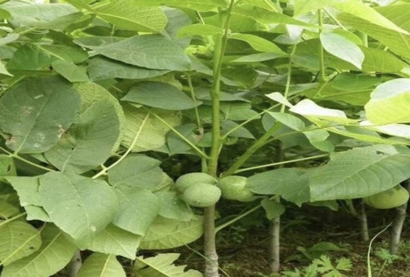 香玲核桃苗保湿发货死苗立补假苗立赔技术指导