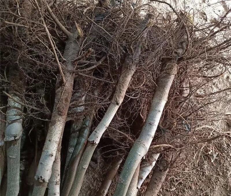 香玲核桃苗保湿发货死苗立补假苗立赔技术指导