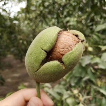 新疆薄皮核桃苗保湿发货死苗立补假苗立赔技术指导