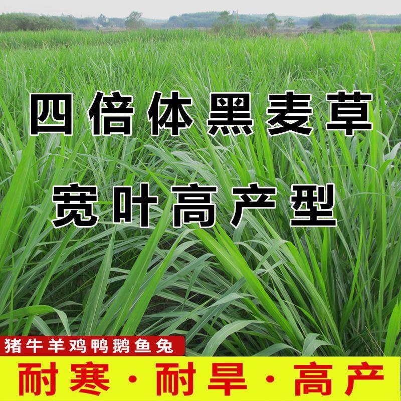 四倍体黑麦草子种四季青多年生高产牧草种子南方宽叶黑麦草种