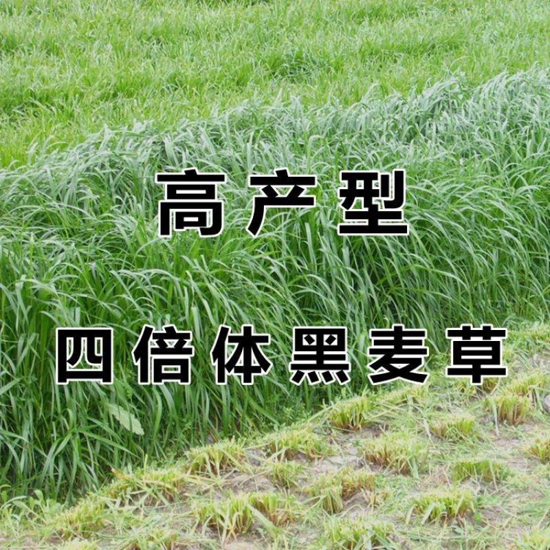 四倍体黑麦草子种四季青多年生高产牧草种子南方宽叶黑麦草种