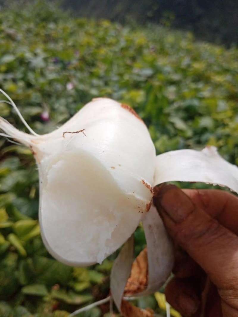 凉山州冕宁县里庄镇。优质产品，土瓜，地瓜凉薯豆薯