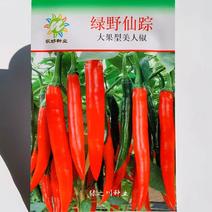 泰国进口大果型美人椒种子红辣椒种子早熟绿野仙踪美人椒