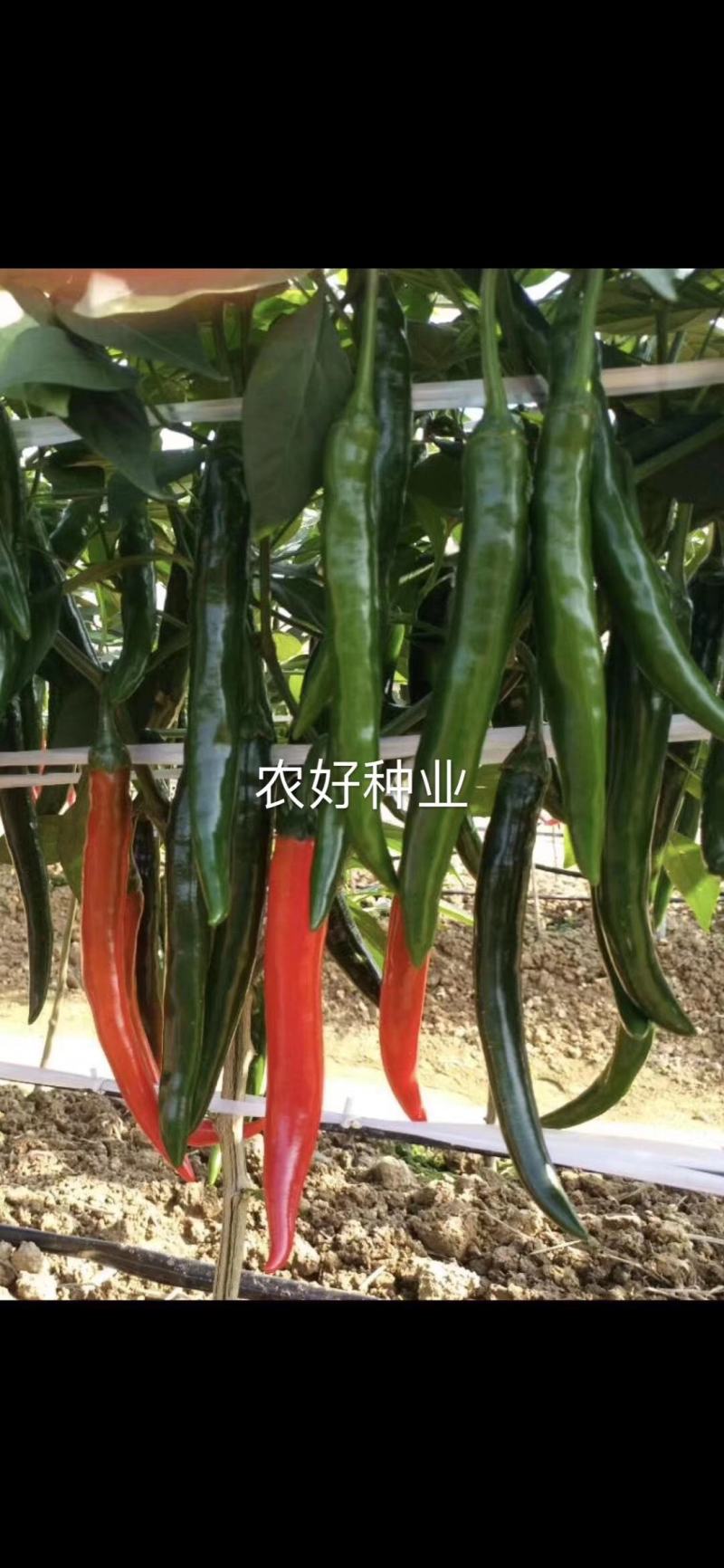 泰国进口大果型美人椒种子红辣椒种子早熟绿野仙踪美人椒