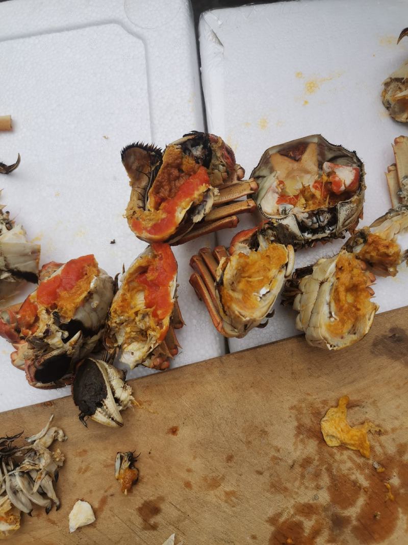 南京高淳固城湖大闸蟹，红膏蟹。无膏无黄包赔商超酒店专用。