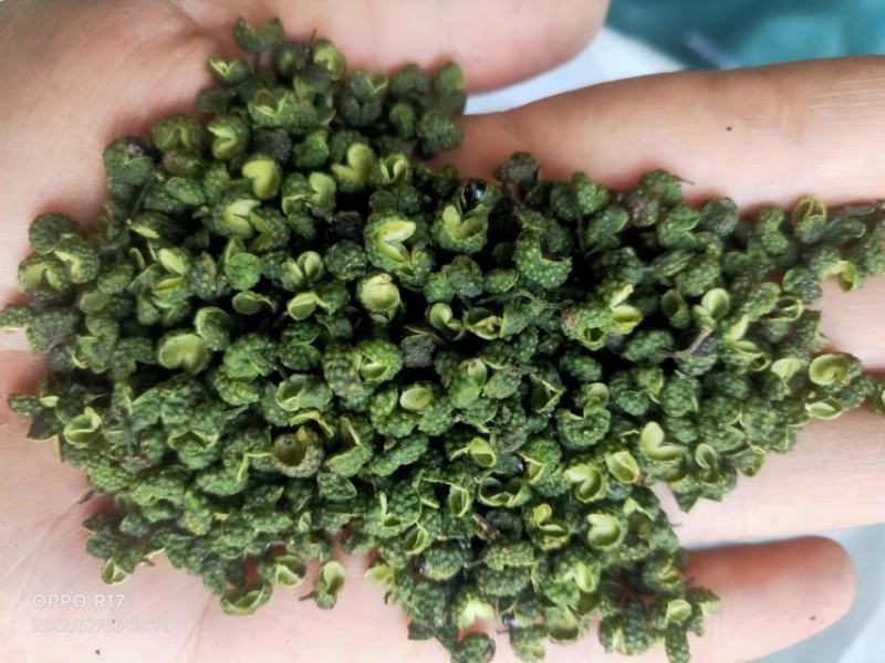 青花椒，特彶青花椒