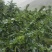 青花椒，特彶青花椒