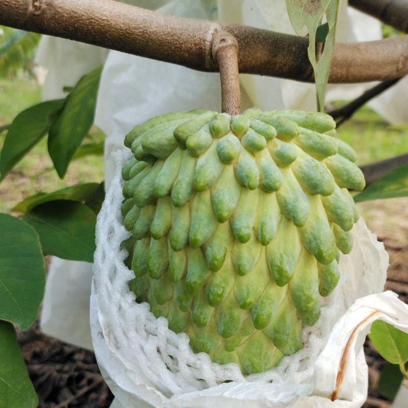 释迦果