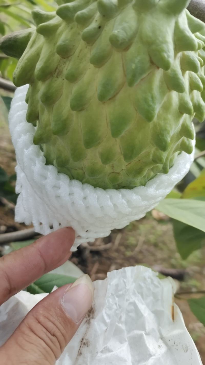 释迦果