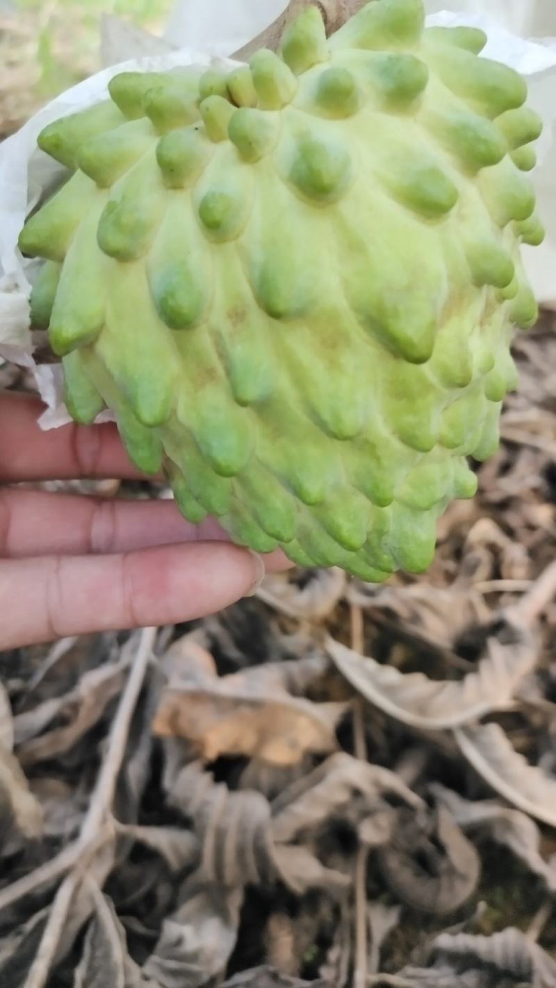 释迦果
