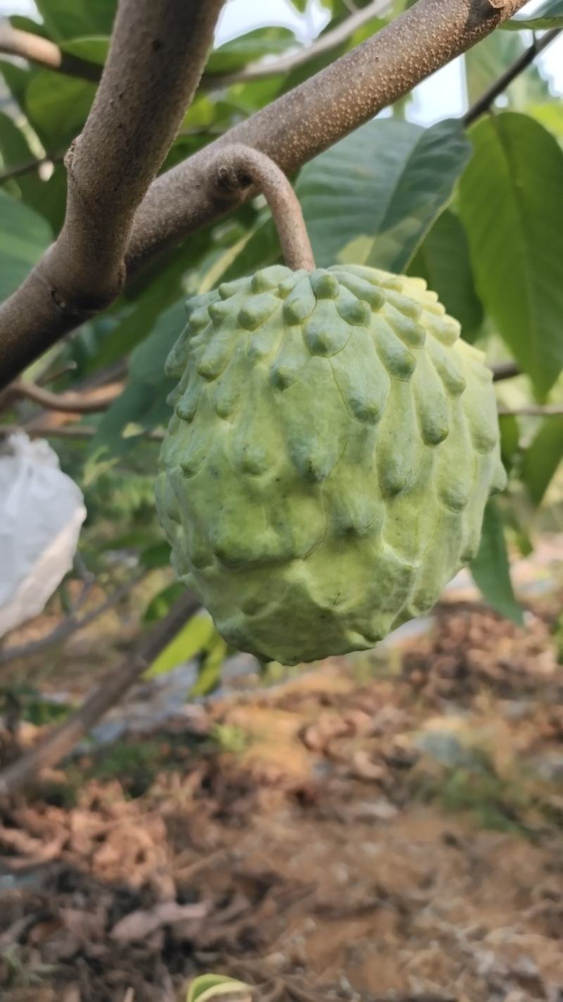 释迦果