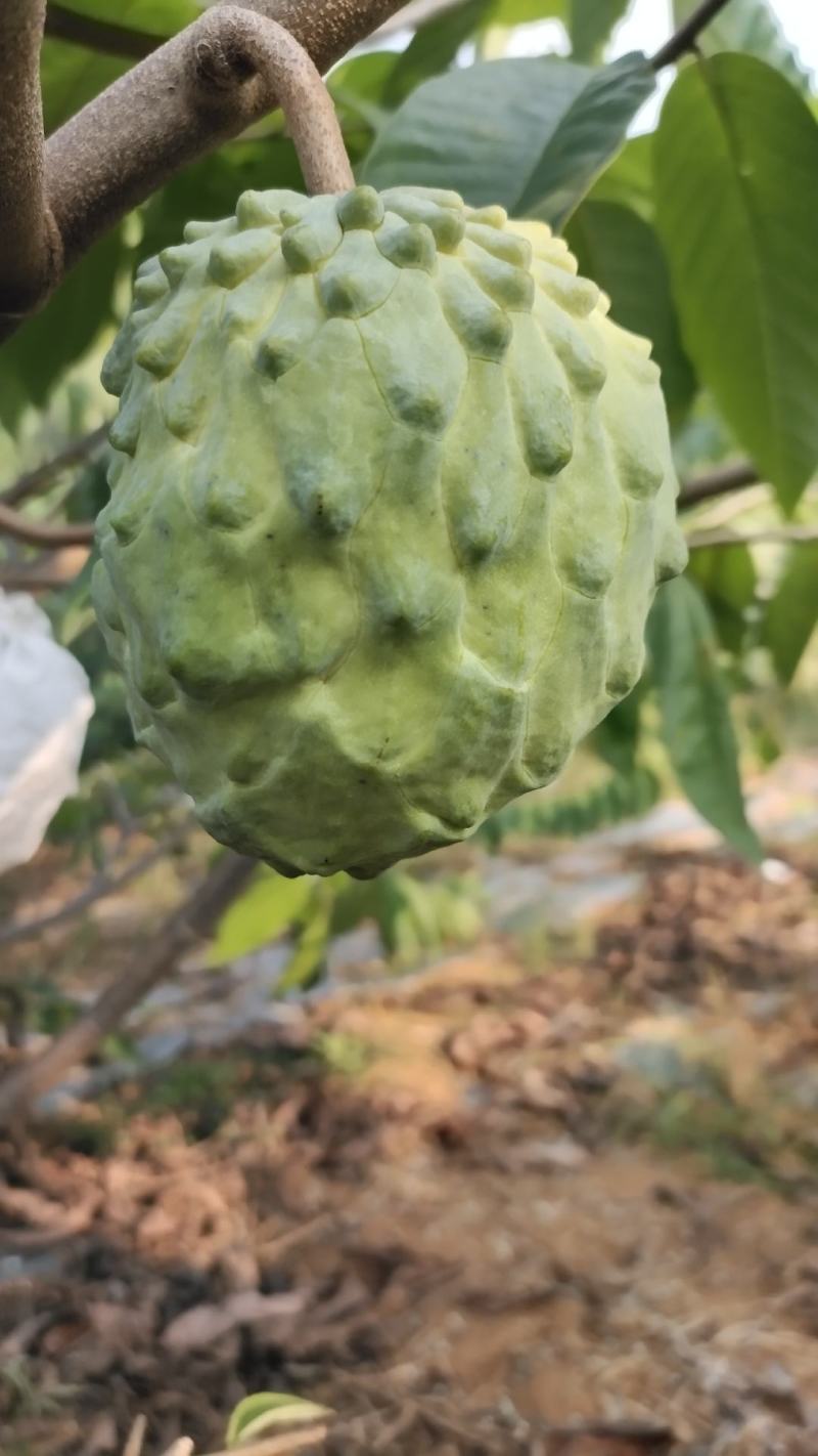 释迦果