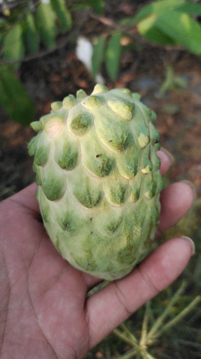 释迦果