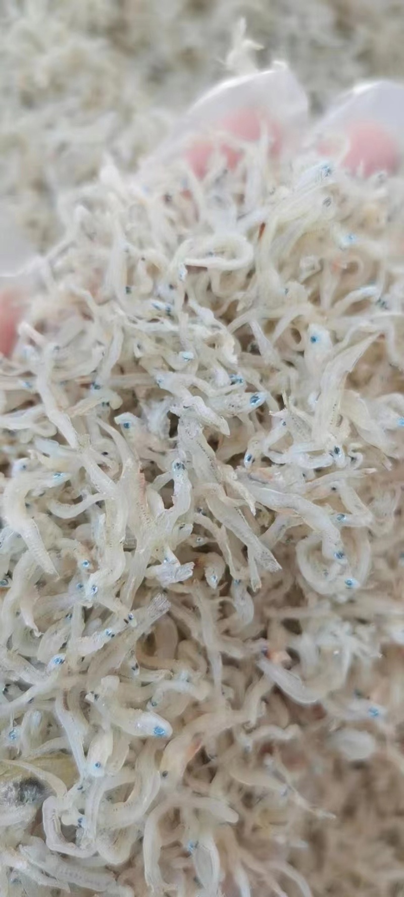 丁香鱼干东山岛拉山网香甜美味入口即化宝宝辅食