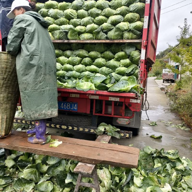 品种是寒将军，自种自卖，有需要的老板请联系，非成勿绕，谢