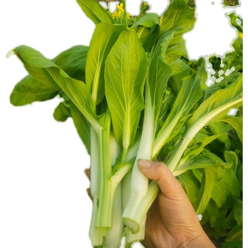 湖北白菜苔广东菜心上海青苔支持视频看货打款发货