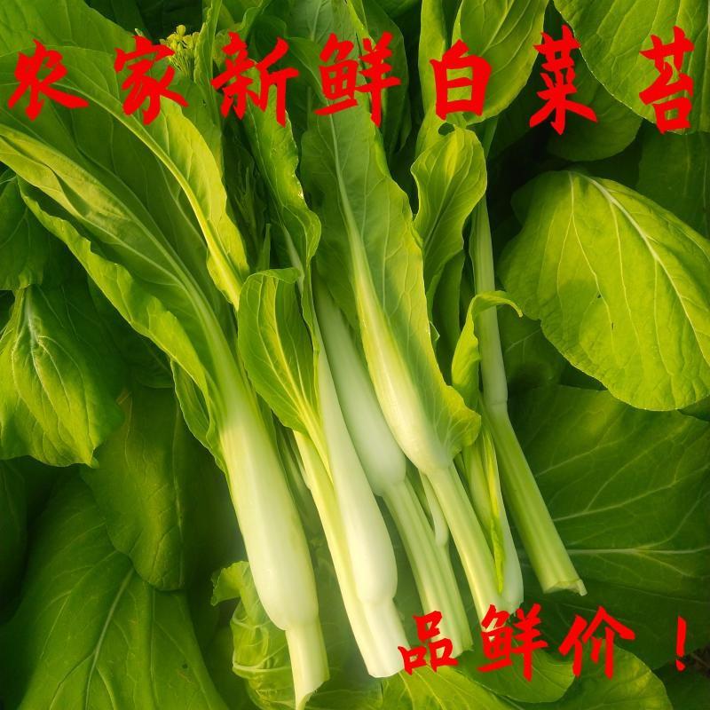 白菜苔广东菜心上海青苔支持视频看货打款发货