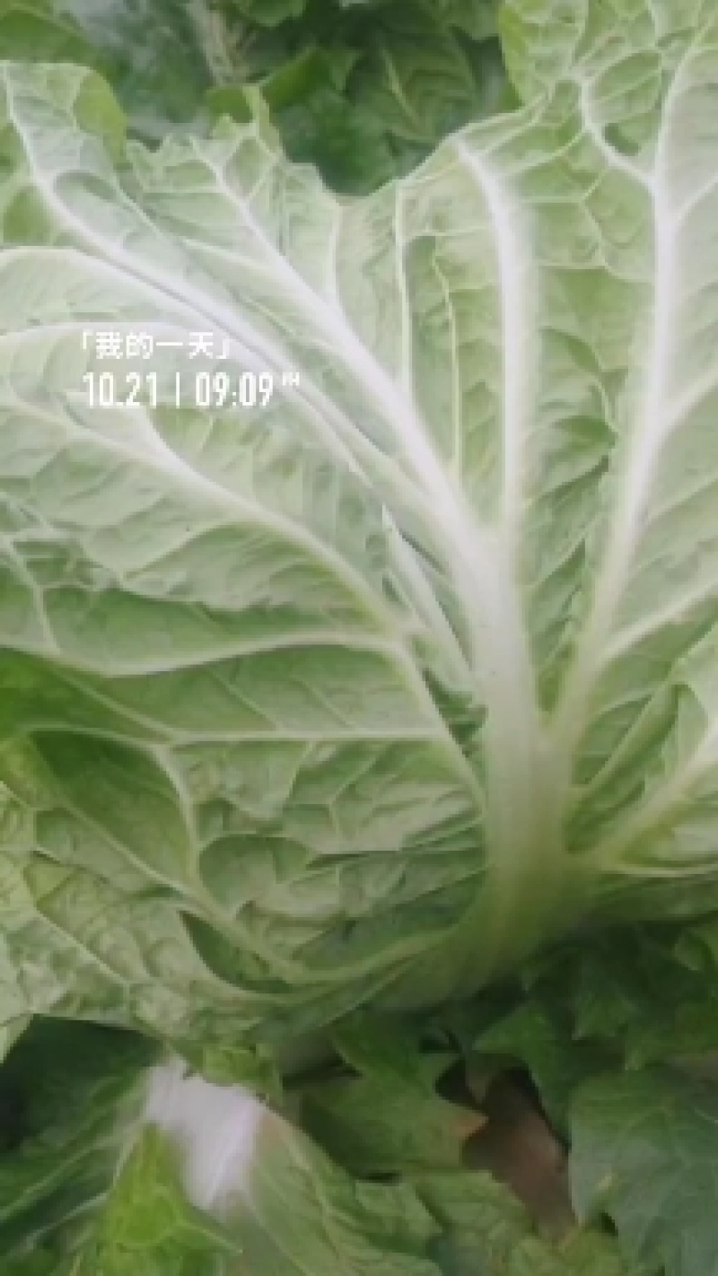 868白菜