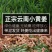 云南小黄姜山地老姜王新姜猪脚姜辛辣姜特价批发