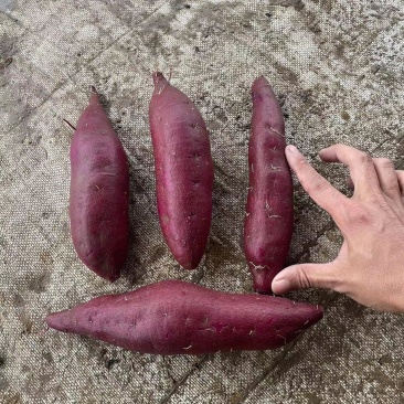 紫罗兰