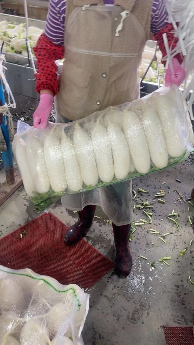 萝卜白萝卜湖北沙洋精品白萝卜产地一手货源对接全国欢迎来电