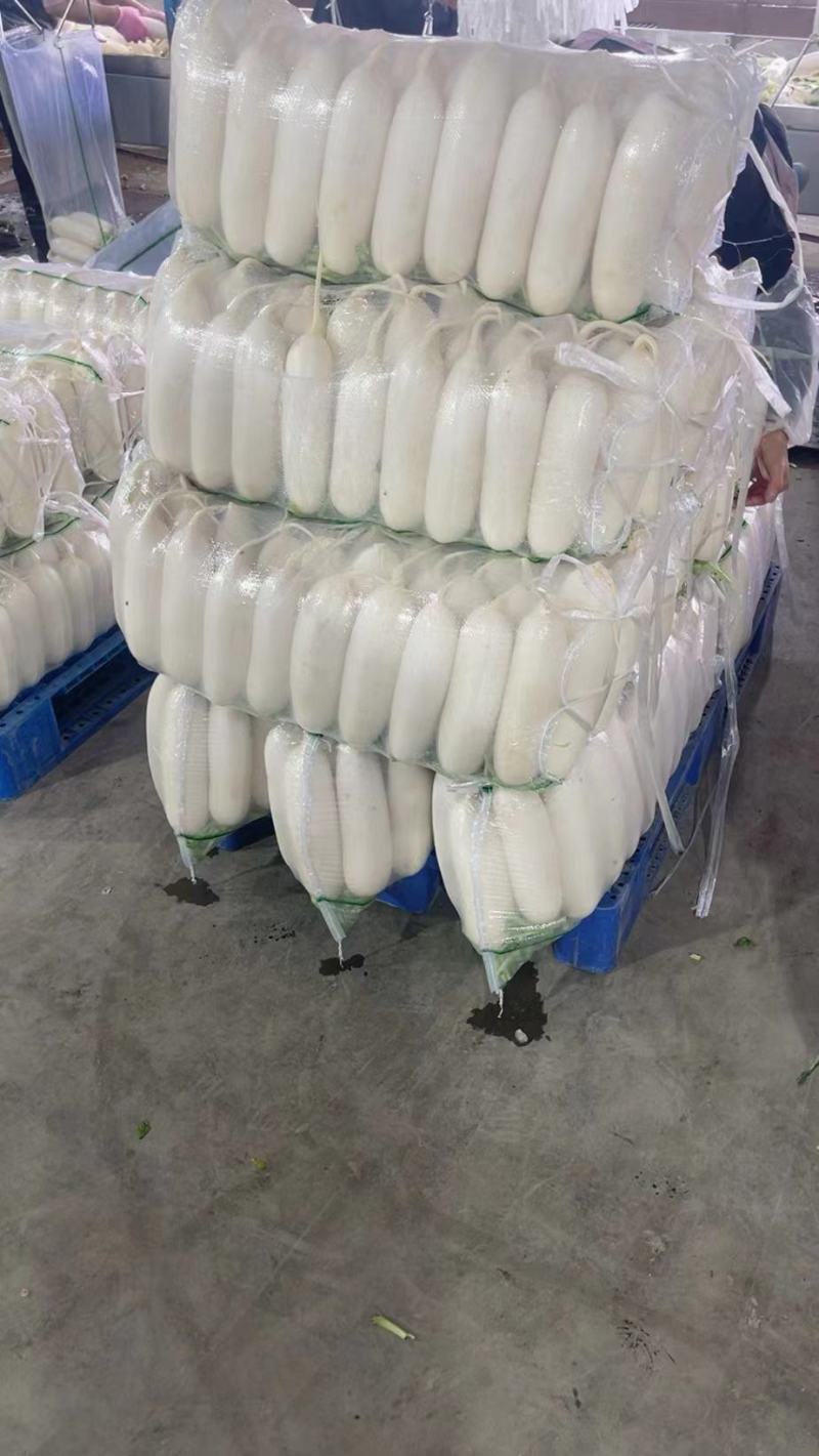 萝卜白萝卜湖北沙洋精品白萝卜产地一手货源对接全国欢迎来电