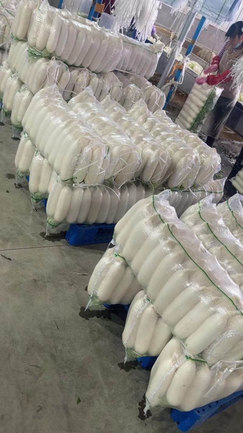 萝卜白萝卜湖北沙洋精品白萝卜产地一手货源对接全国欢迎来电
