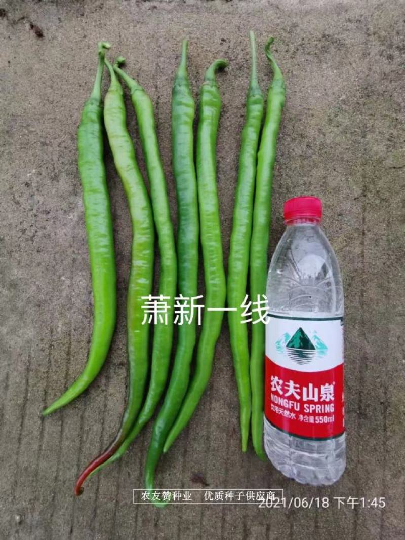萧新特长果线椒种子早熟耐高温高湿，辣味香浓长线椒种子