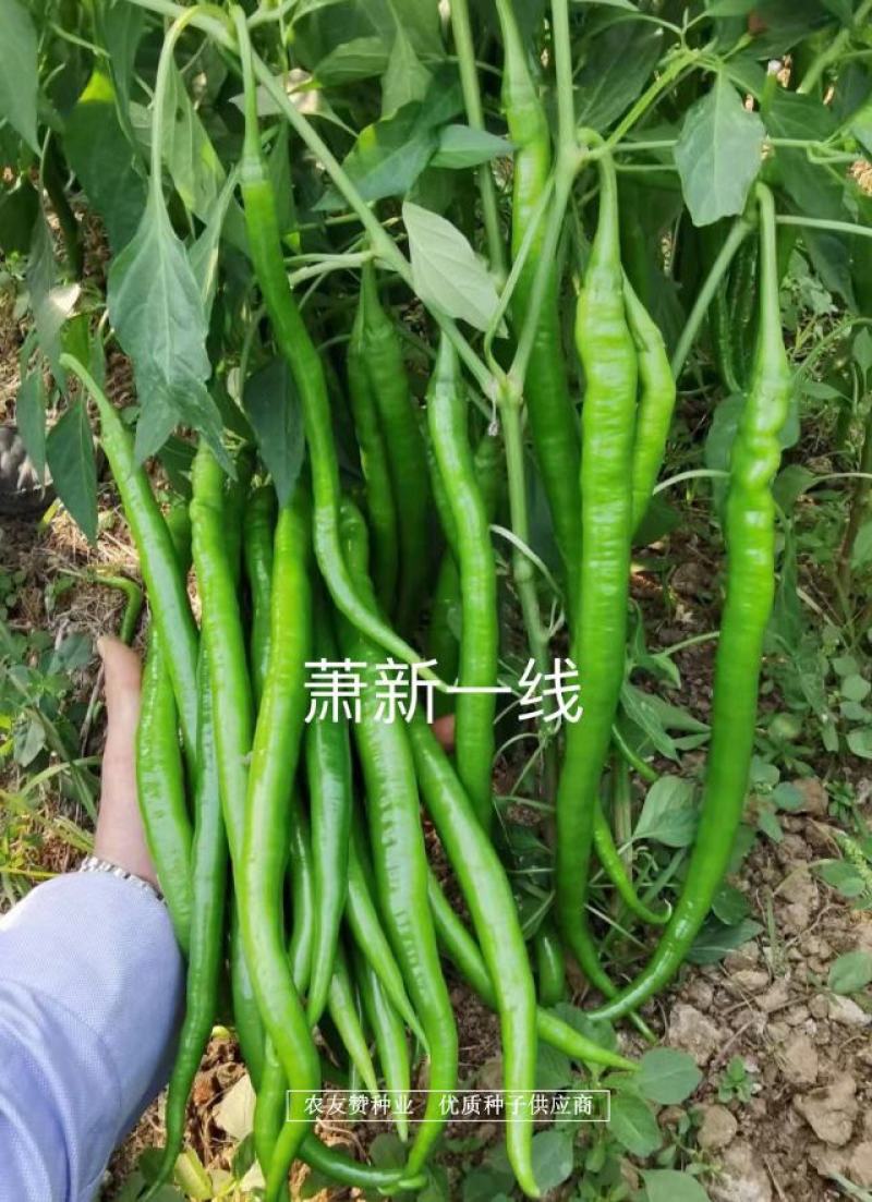 萧新特长果线椒种子早熟耐高温高湿，辣味香浓长线椒种子
