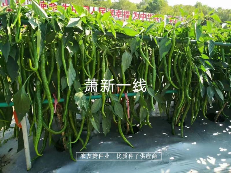 萧新特长果线椒种子早熟耐高温高湿，辣味香浓长线椒种子