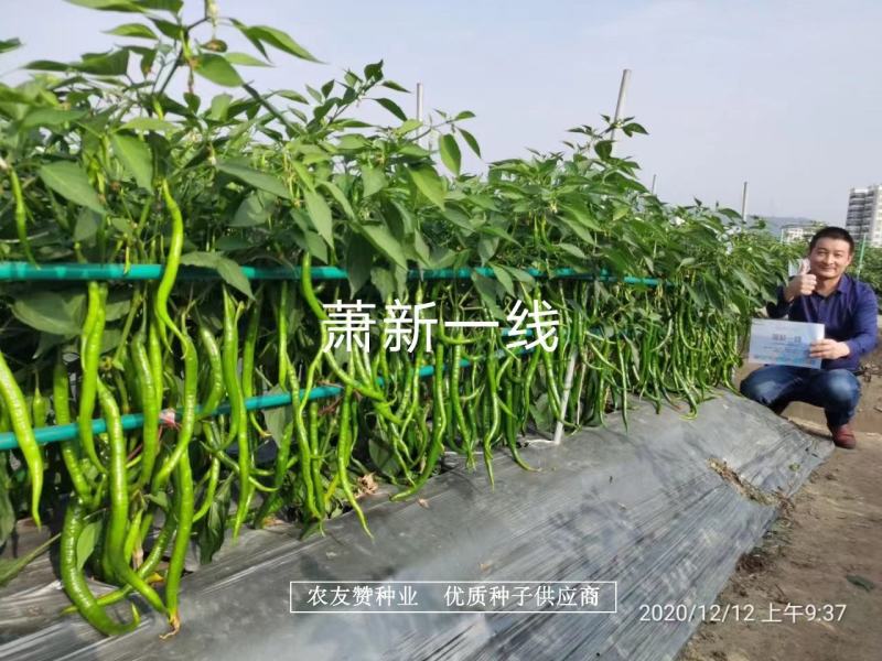 萧新特长果线椒种子早熟耐高温高湿，辣味香浓长线椒种子