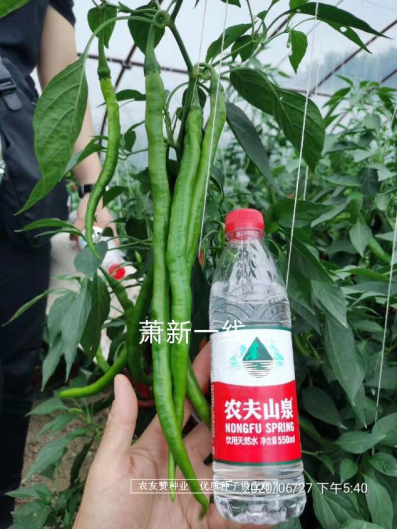 萧新特长果线椒种子早熟耐高温高湿，辣味香浓长线椒种子