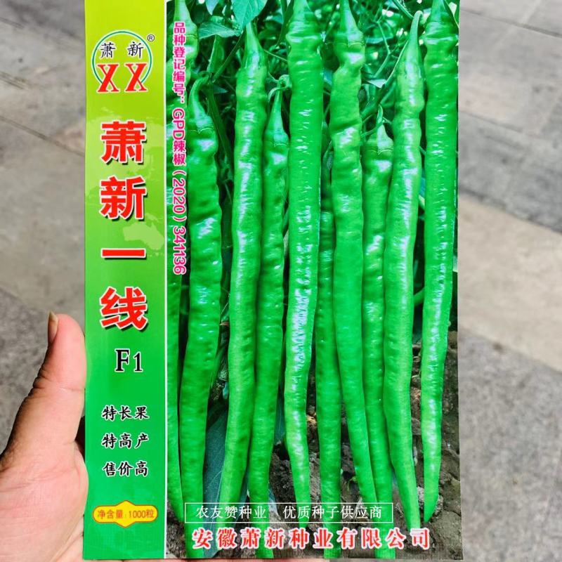 萧新特长果线椒种子早熟耐高温高湿，辣味香浓长线椒种子