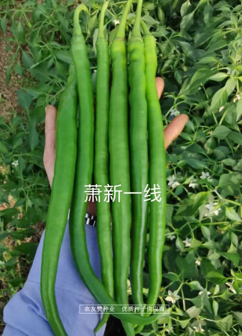萧新特长果线椒种子早熟耐高温高湿，辣味香浓长线椒种子