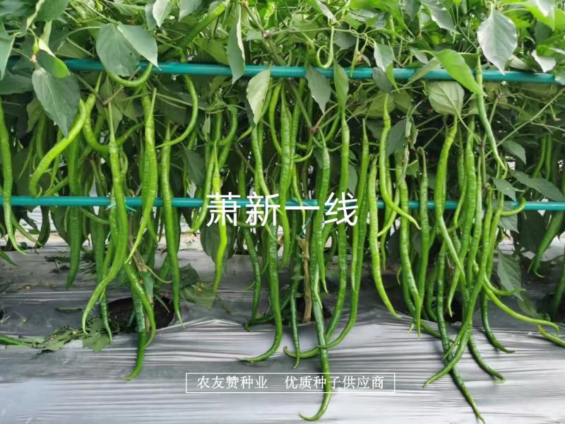 萧新特长果线椒种子早熟耐高温高湿，辣味香浓长线椒种子