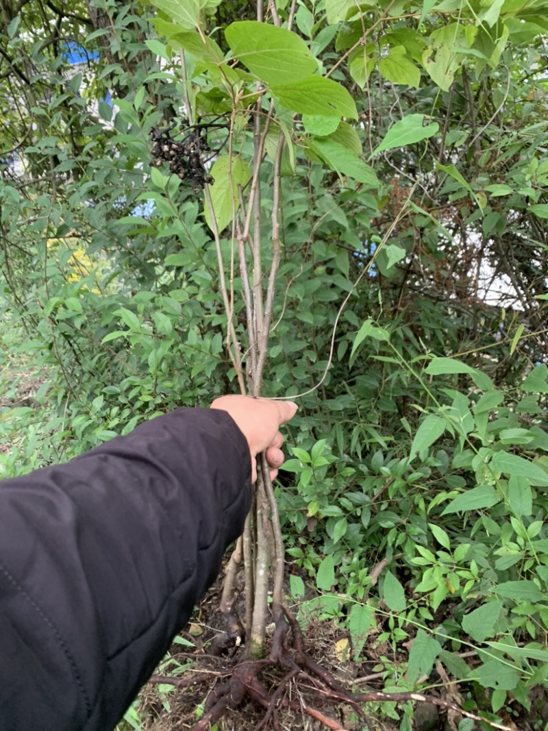 拐枣树苗万寿果树苗种苗水果苗盆栽植物绿化野果