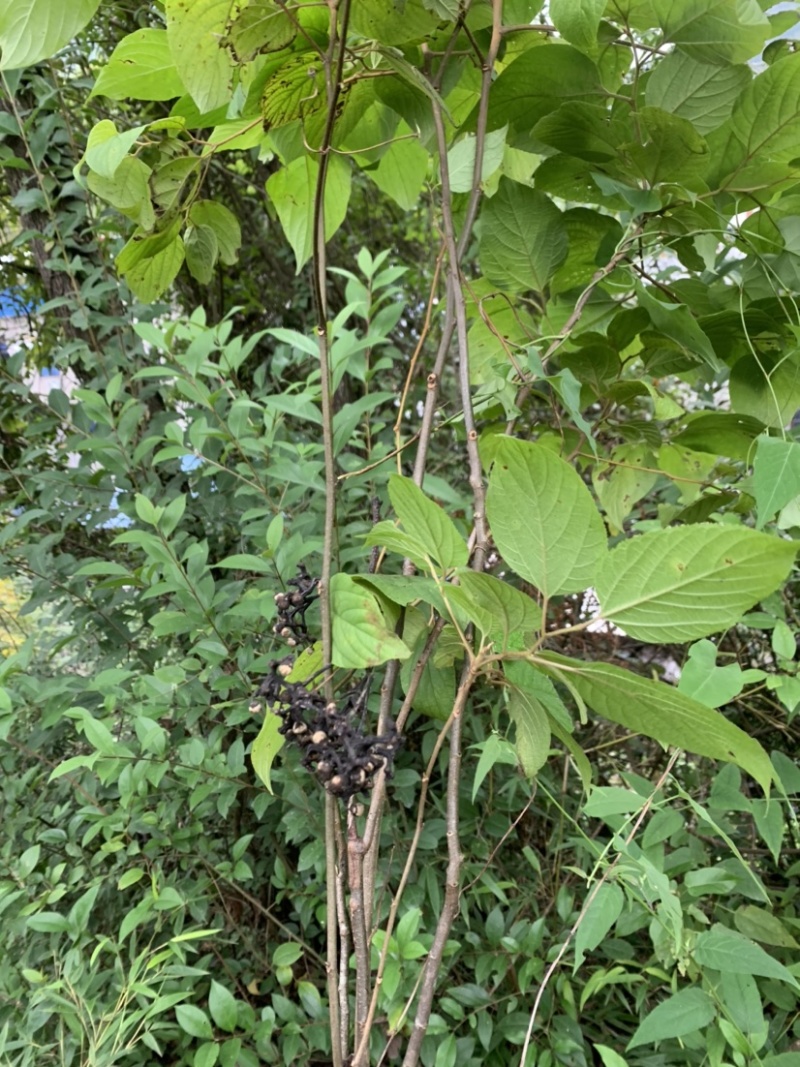 拐枣树苗万寿果树苗种苗水果苗盆栽植物绿化野果