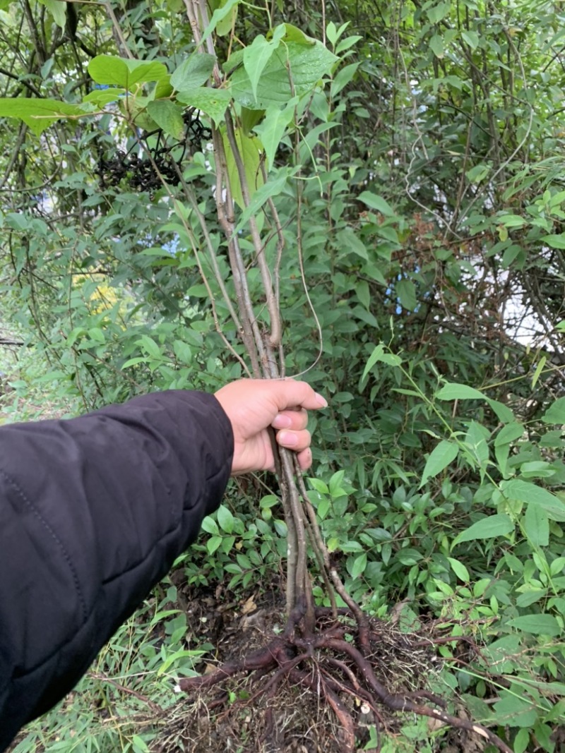 拐枣树苗万寿果树苗种苗水果苗盆栽植物绿化野果