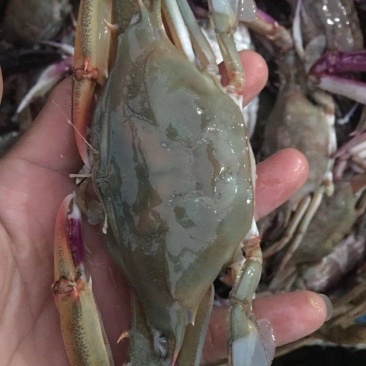 海蟹