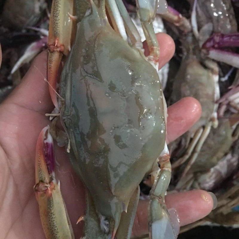 海蟹