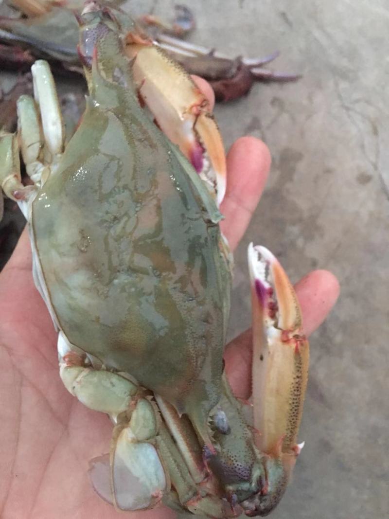 海蟹