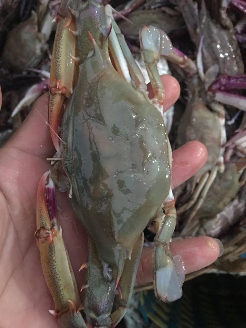 海蟹