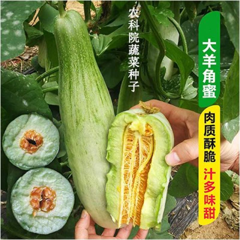 羊角蜜种子薄皮甜瓜羊角酥种孑甜酥脆多汁羊角型甜瓜种子