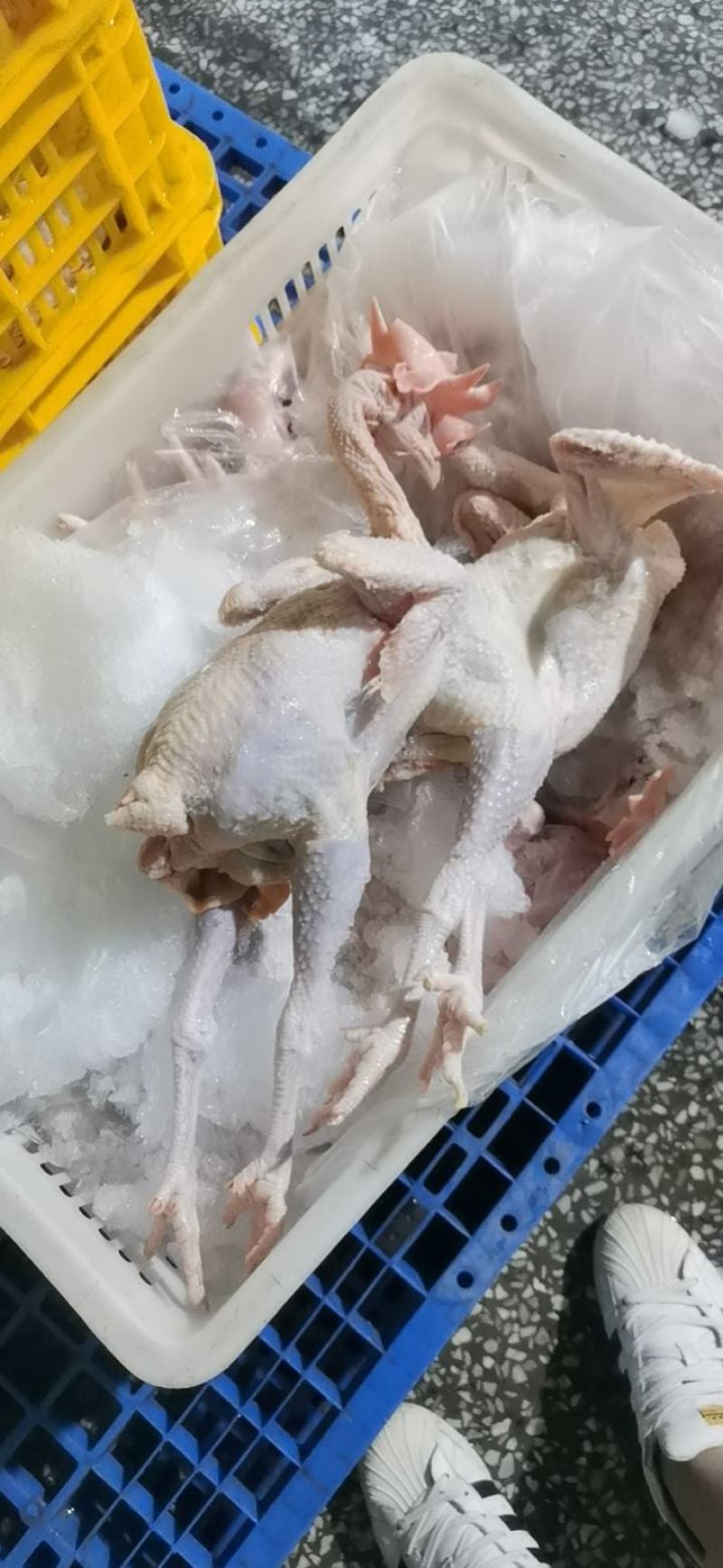 红毛老鸡老母鸡白条鸡光鸡鲜鸡8.5元/1斤源头
