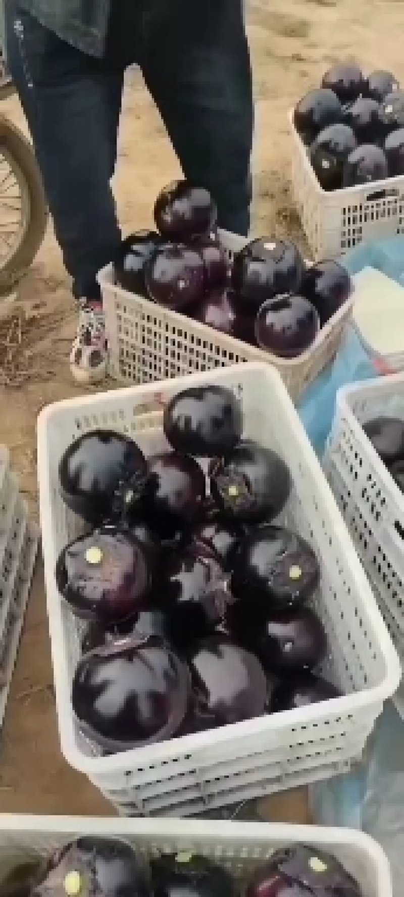 紫光圆茄