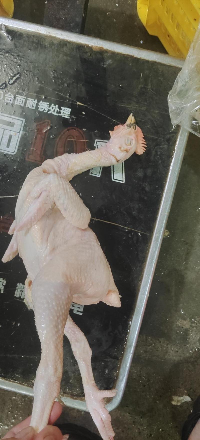 清远鸡麻鸡土鸡白条鸡鲜鸡8.5元/斤源头