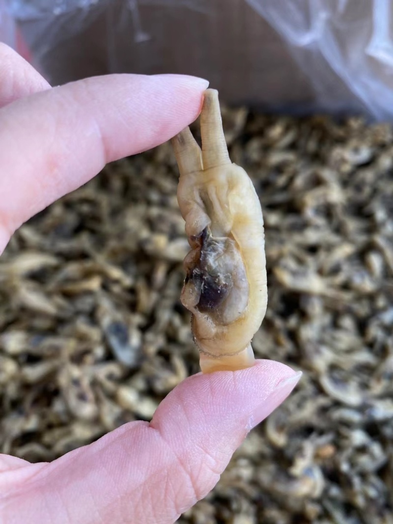 新晒海蛏干无沙双头海蛏干蛏子肉海鲜干货福建特产批发