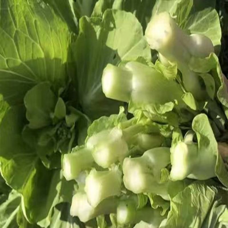 白菜苔，大量供应中，保质保量，欢迎订购。
