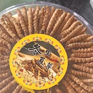 冬虫夏草